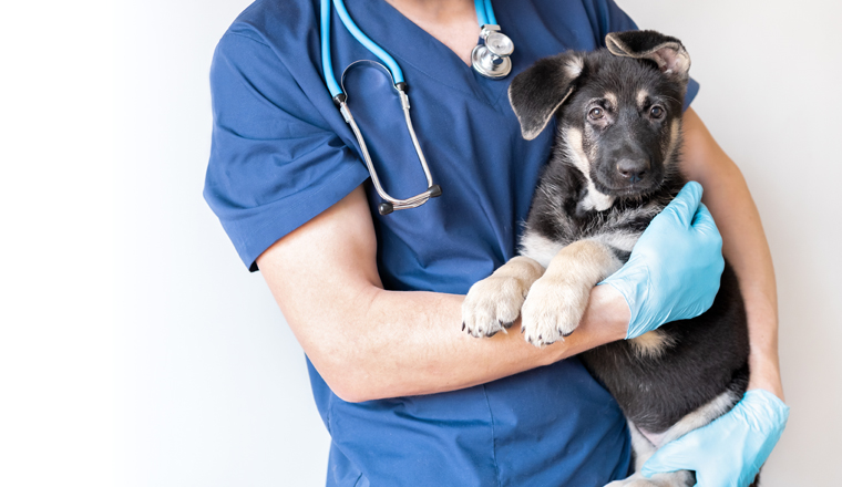 Cropped image of handsome male veterinarian doctor with stethoscope holding cute gray german shepherd puppy in arms in veterinary clinic on white background. banner with copy space