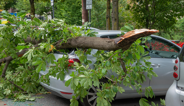car ruined by the fall of a tree branch