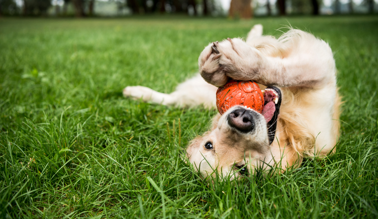selective focus of golden retriever dog playing with rubber ball on green lawn
