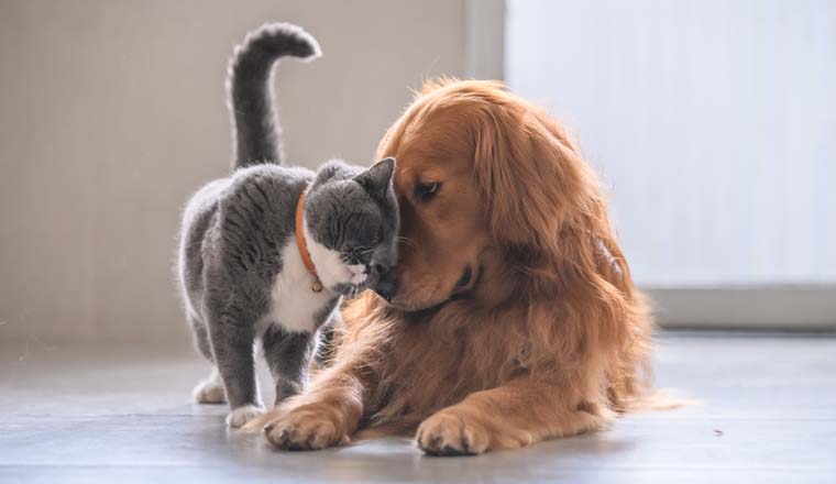 British short hair cat and golden retriever