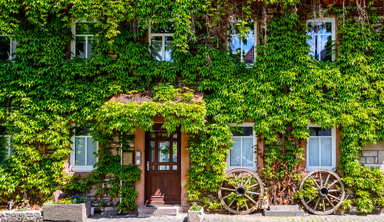 old house with wall overgrown by wild grapes