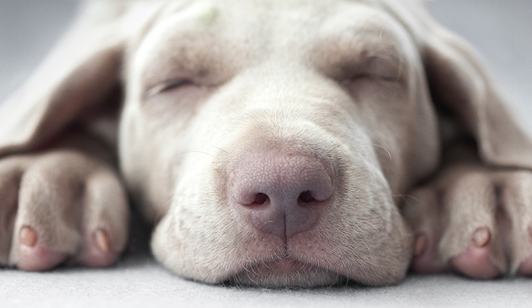 Little weimar puppy dog sleep in front of the camera