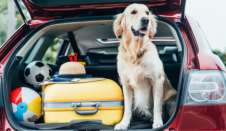 cute golden retriever dog sitting in car trunk with luggage for trip