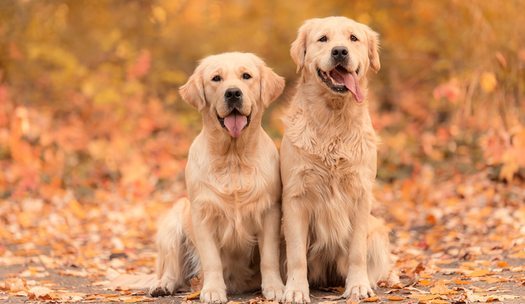 Beauty Golden Retriever dog relaxing in autumn park