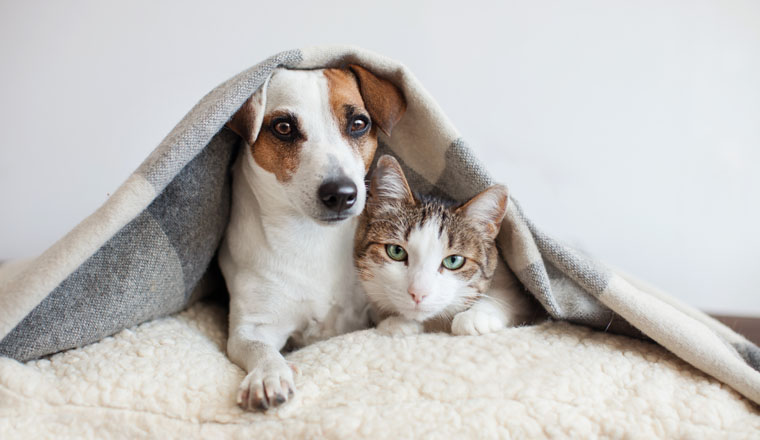 Dog and cat together. Dog hugs a cat under the rug at home. Friendship of pets