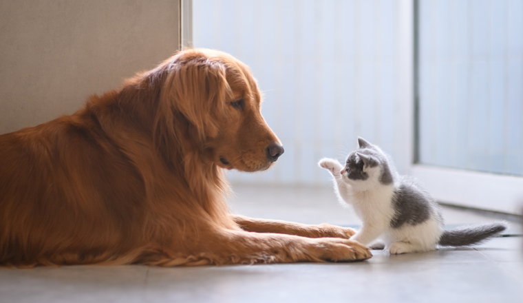 The Golden retriever and the kitten