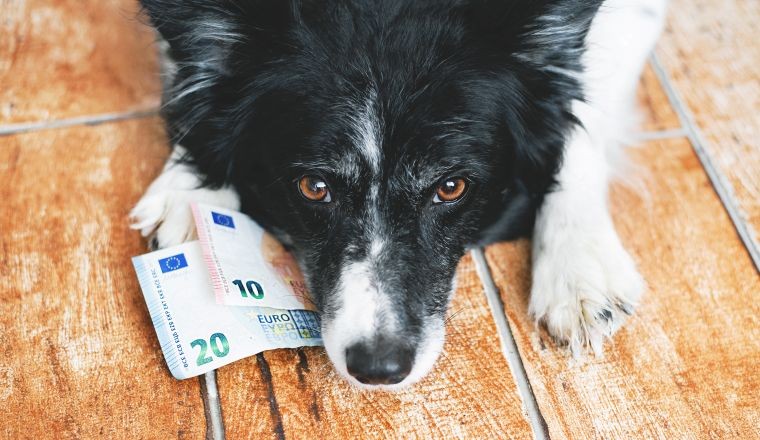 Vom Nice-to-have zum Must-have: die Tierversicherung
