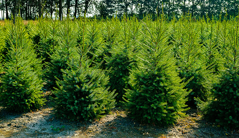 Plantatnion of young green fir Christmas trees, nordmann fir and another fir plants cultivation, ready for sale for Christmas and New year celebratoin in winter