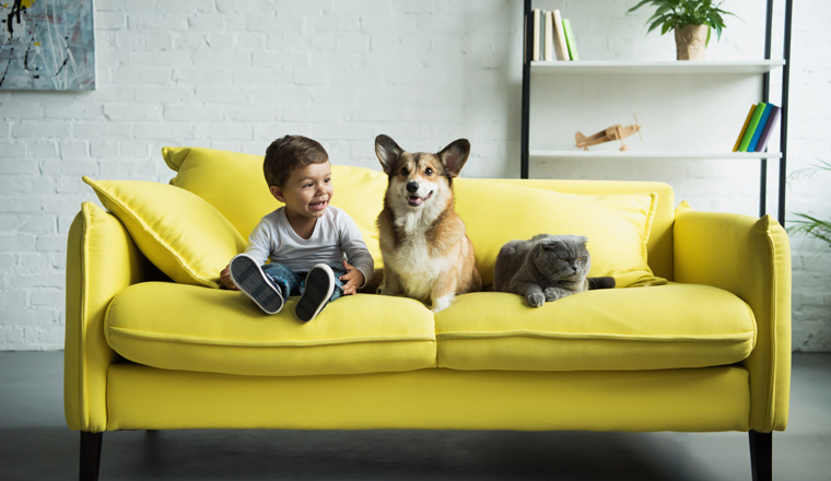 adorable boy with welsh corgi dog and scottish fold cat sitting on yellow sofa at home