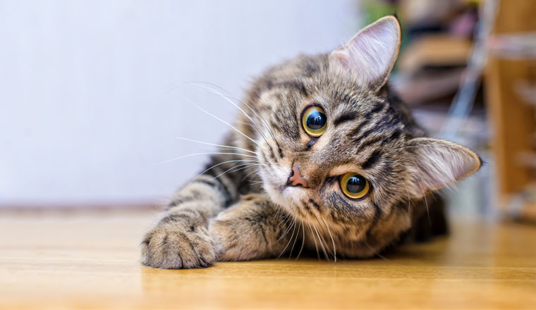 Beautiful grey furry cute cat funny lying and looking into the camera lens