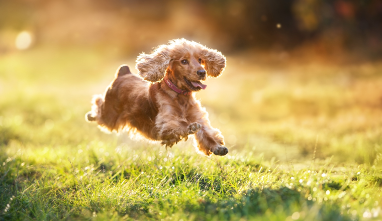 English cocker spaniel run and jump outdoor at sunset light