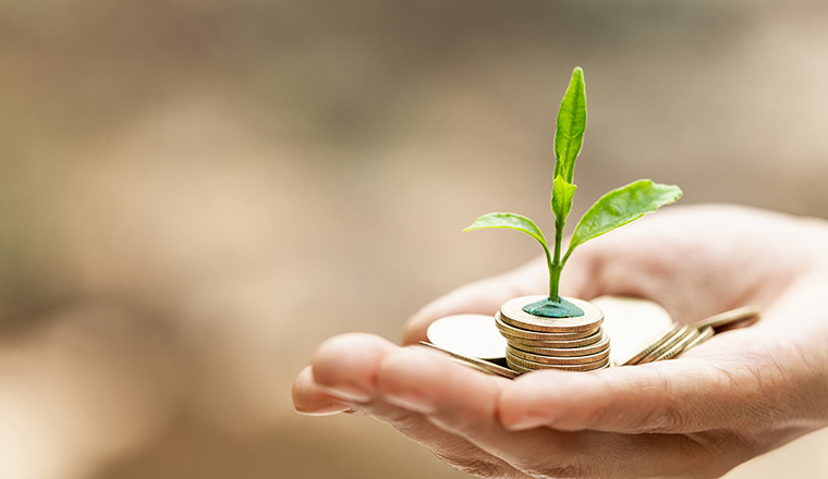 Hand with tree growing from pile of coins, concept for business, innovation, growth and money 