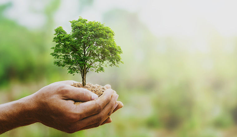 hand holdig big tree growing on green background with sunshine