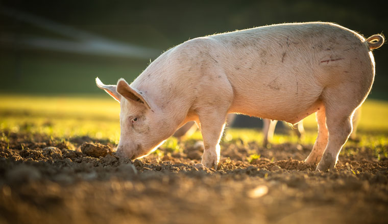 Pigs eating on a meadow in an organic meat farm