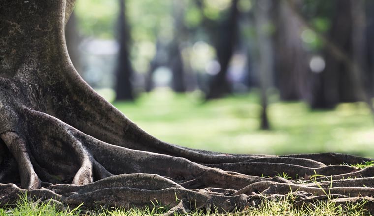 Big tree with trunk and roots spreading out beautiful on grass green in nature forest background with sunshine in the morning.