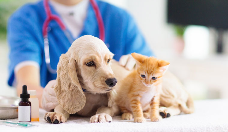 Vet examining dog and cat. Puppy and kitten at veterinarian doctor. Animal clinic. Pet check up and vaccination. Health care for dogs and cats.