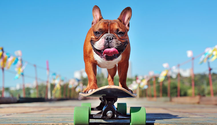 Smiling french bulldog skating on the longboard at the sunny day