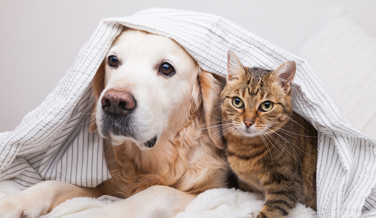 Happy young golden retriever dog and cute mixed breed tabby cat under cozy  plaid. Animals warms under gray and white blanket in cold winter weather. Friendship of pets. Pets care concept.