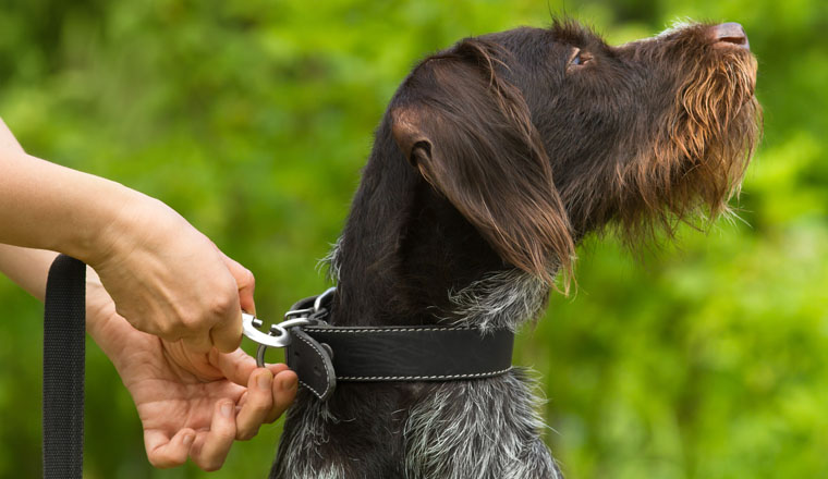 the owner's hands fasten the leash to the dog collar against the background of greenery