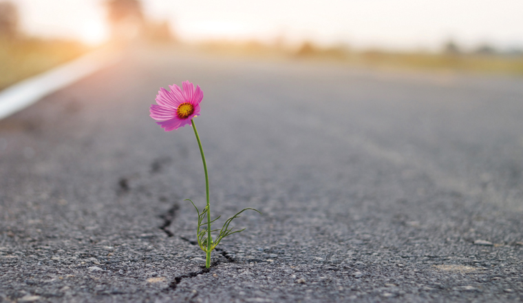 close up, purple flower growing on crack street background.