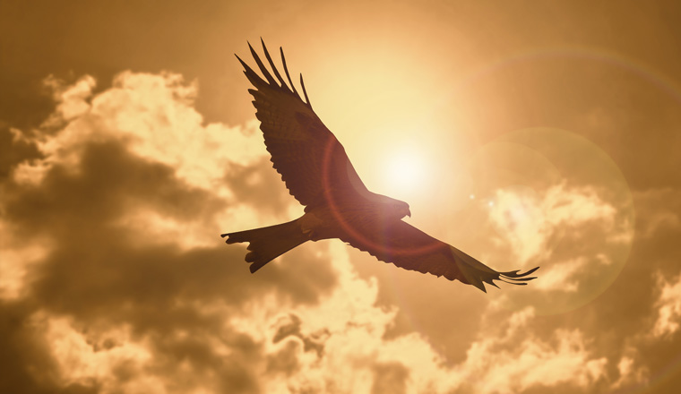 a silhouette eagle flying in clouds at sunset.