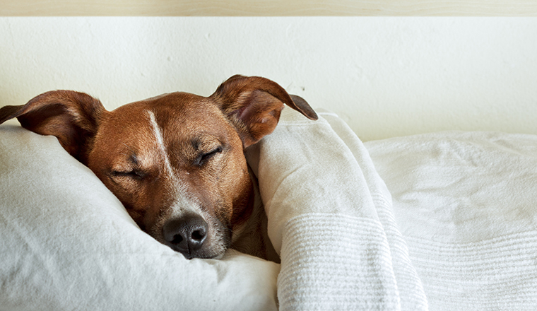 R+V erweitert Leistungen bei Hunde-OP-Kostenversicherung 