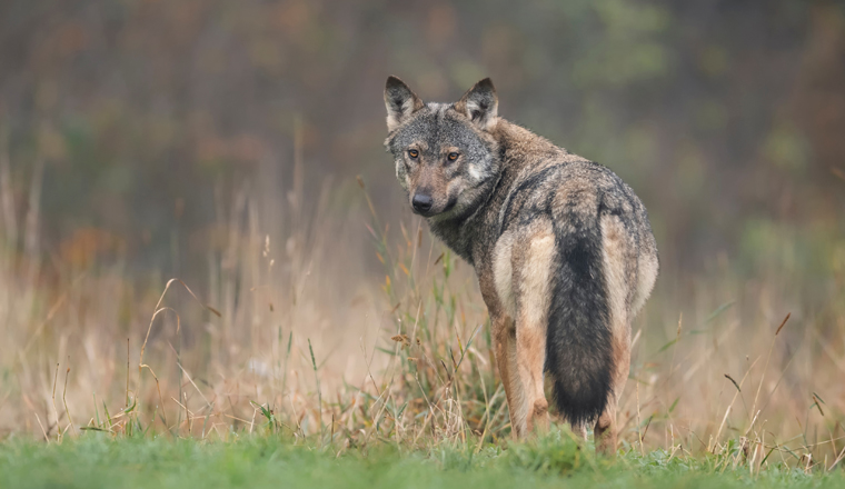 Grey wolf in natural scenery ( Canis lupus )