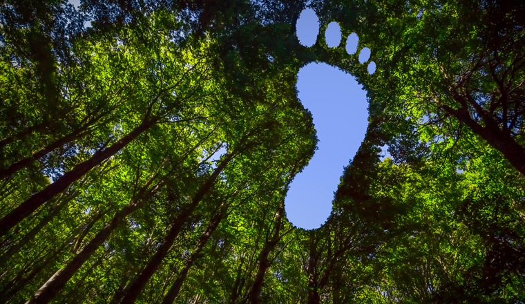 The Canopy of this Forest has Hole in the Shape of a Barefoot Footprint