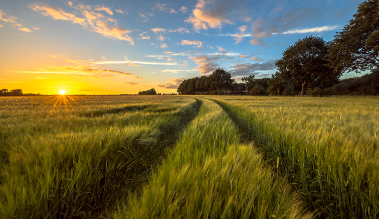 Track through Wheat field at sunset on Dutch countryside