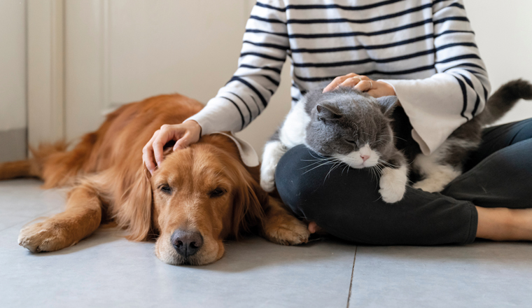 Golden Retriever and British Shorthair accompany their owner