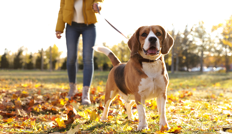 Woman walking her cute Beagle dog in autumn park