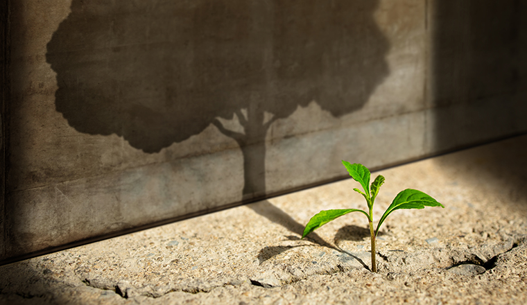 Start, Think Big, Recovery and Challenge in Life or Business Concept.Economic Crisis Symbol.New Green Sprout Plant Growth in Cracked Concrete and Shading a Big Tree Shadow on the Concrete Wall