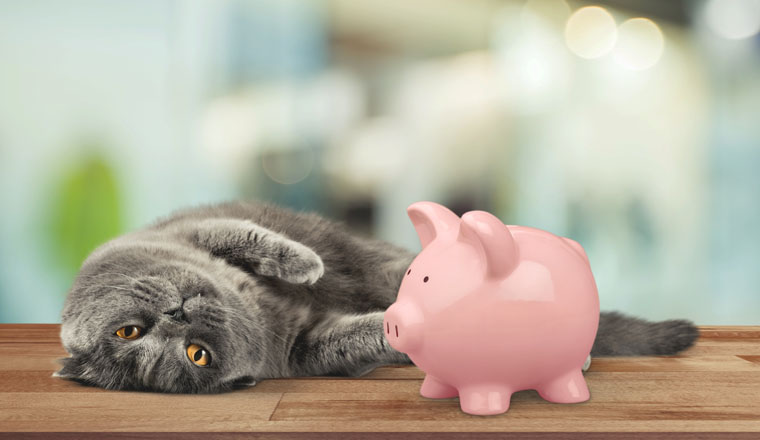 Cat looks into a piggy bank, symbol for costs for an donate animal and veterinary, insurance, retirement planning and investing