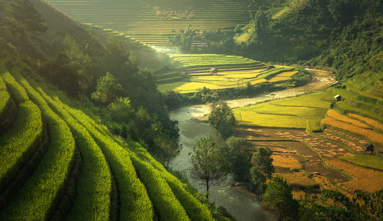 Rice fields Mu Cang Chai, Vietnam