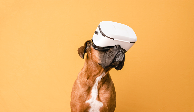 Boxer dog using VR glasses while standing over an isolated yellow background. Animals, pets and technology concept.