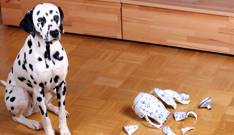 andsafe erweitert Angebot um Hundehaftpflicht