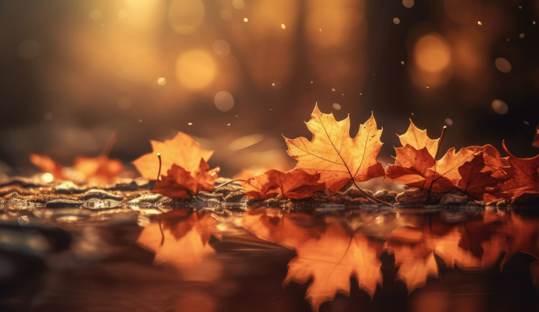 web banner design for autumn season and end year activity with red and yellow maple leaves with soft focus light and bokeh background