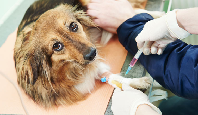 veterinarian surgeon worker making medical examination blood test of dog in veterinary surgery clinic