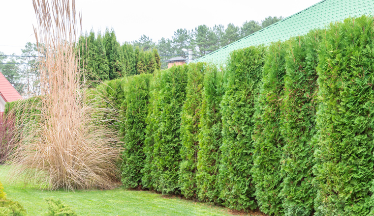 Tall green thuja hedge. High hedge of evergreen arborvitae thuja near of a green turf law and Cortaderia selloana is a nice flowering grass for the garden, pampas grass in the backyard garden in autumn, scenic place, nobody. Hedge of thuja.