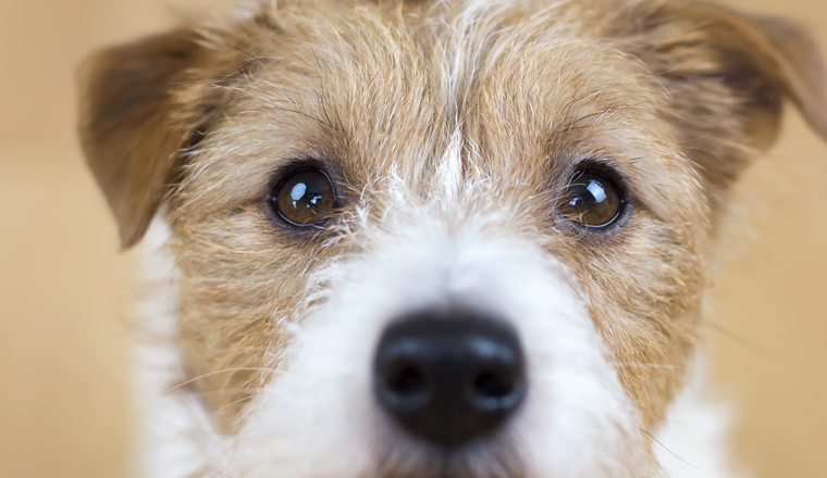 Web banner of a beautiful cute obedient jack russell terrier pet dog face, close-up