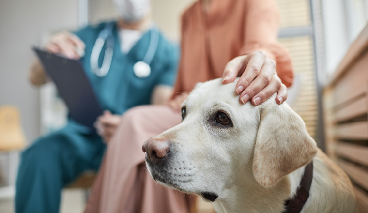 Close up of white Labrador dog at vet clinic with female owner petting him, copy space