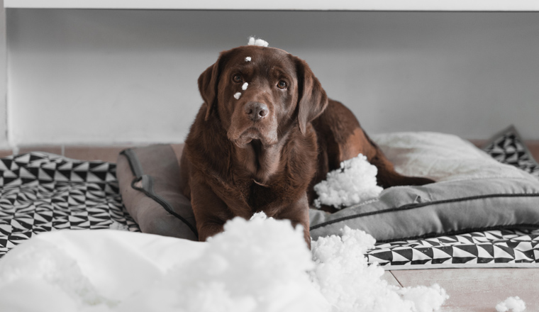 photo of a dog that has broken a cushion and has pieces of the cushion on his head and nose. dog is lying on his bed in the living room