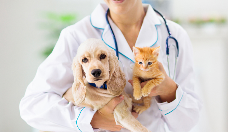 Vet examining dog and cat. Puppy and kitten at veterinarian doctor. Animal clinic. Pet check up and vaccination. Health care for dogs and cats.