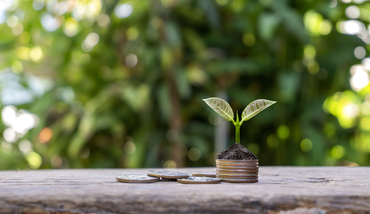 Tree growing on a pile of coins, money-saving concept. Profit from investment and dividends