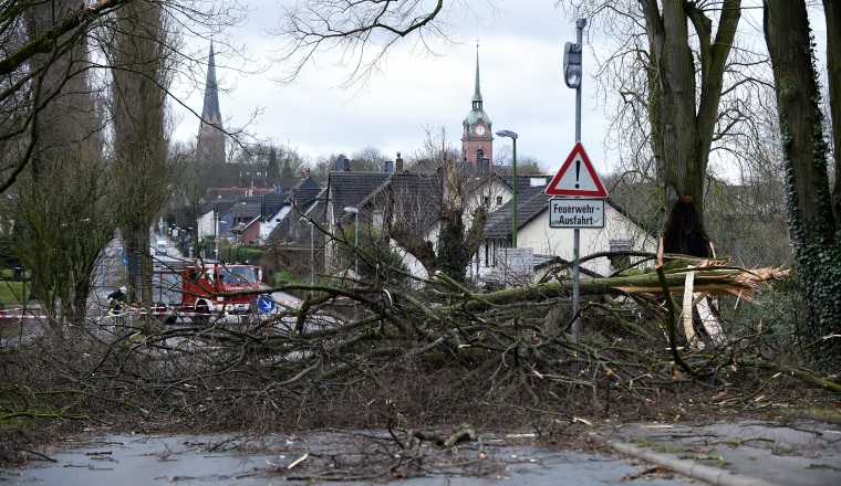 Umgestürzter Baum / Sturmschaden / nach Orkan