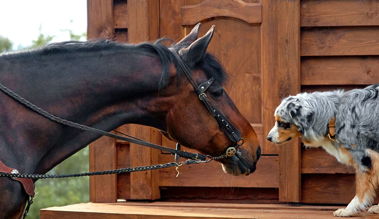 An Aussie dog and a brown horse look at each other meet on the street in the summer in a village in a meadow Concept of friendship products for animals