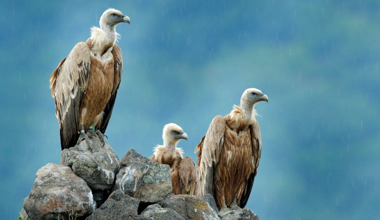 Group of vultures. Griffon Vulture, Gyps fulvus, big birds of prey sitting on the rocky mountain, nature habitat, Madzarovo, Bulgaria, Eastern Rhodopes. Wildlife from Balkan.