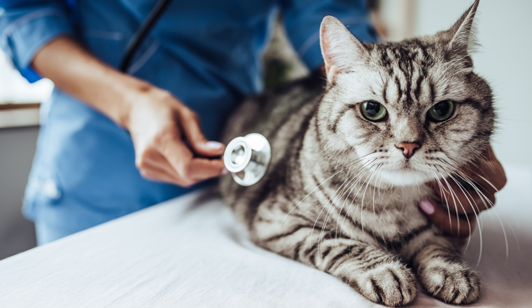 Cropped image of beautiful female doctor veterinarian with stethoscope is examining cute grey cat at vet clinic.