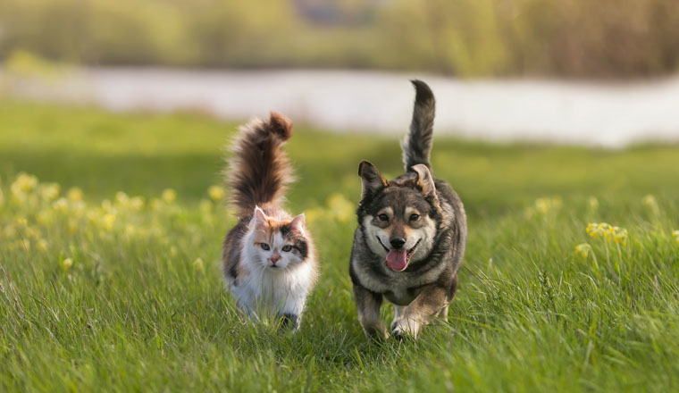 a fluffy cat and a cheerful dog walk through a sunny spring meadow