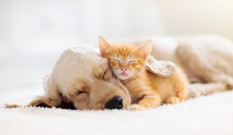 Cat and dog sleeping together. Kitten and puppy taking nap. Home pets. Animal care. Love and friendship. Domestic animals.
